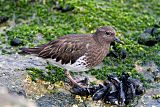 Black Turnstone